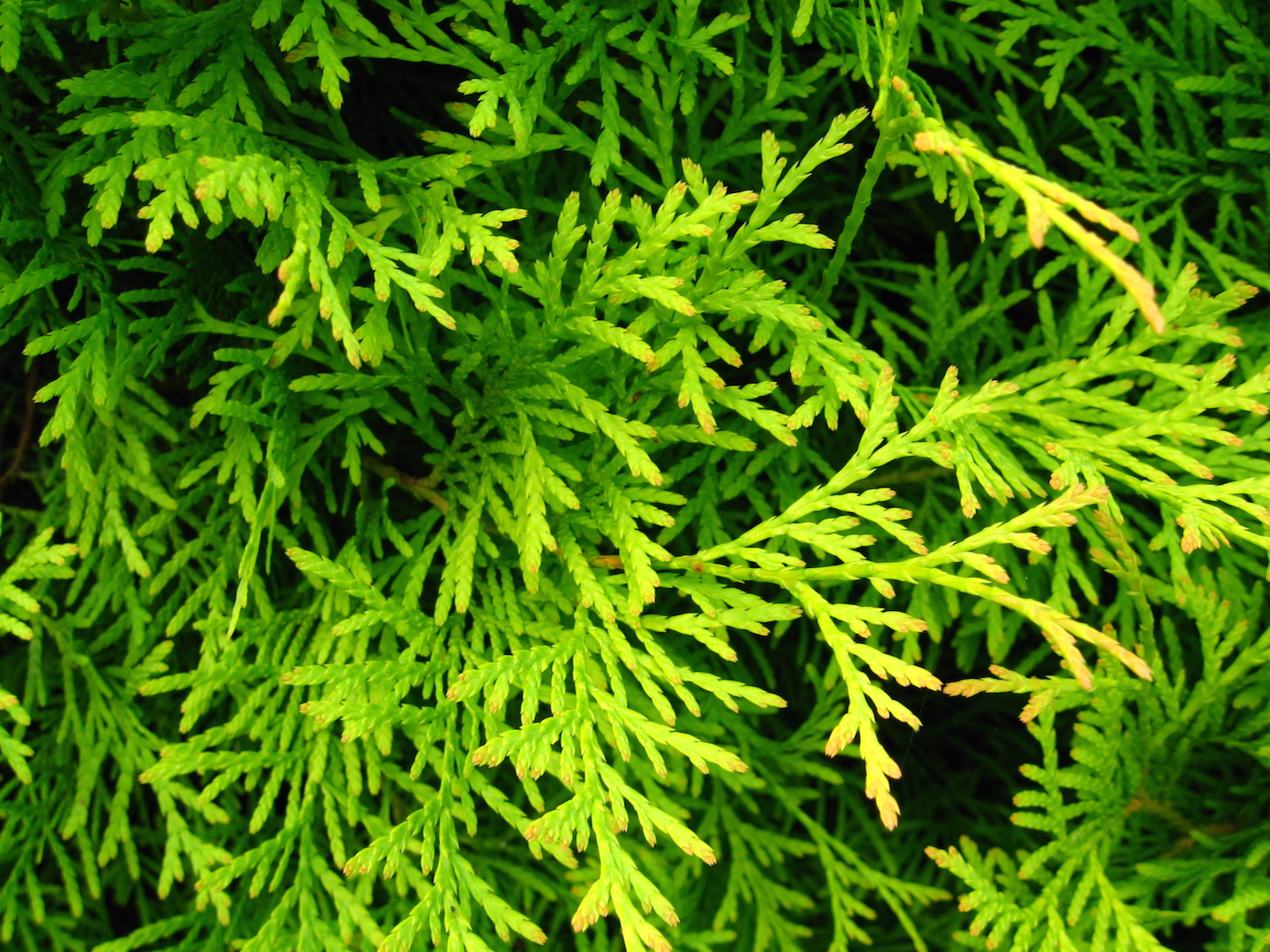 Thuja (Levensboom)