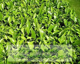 Hedera colchica 'Arborescens' (Perzische klimop)