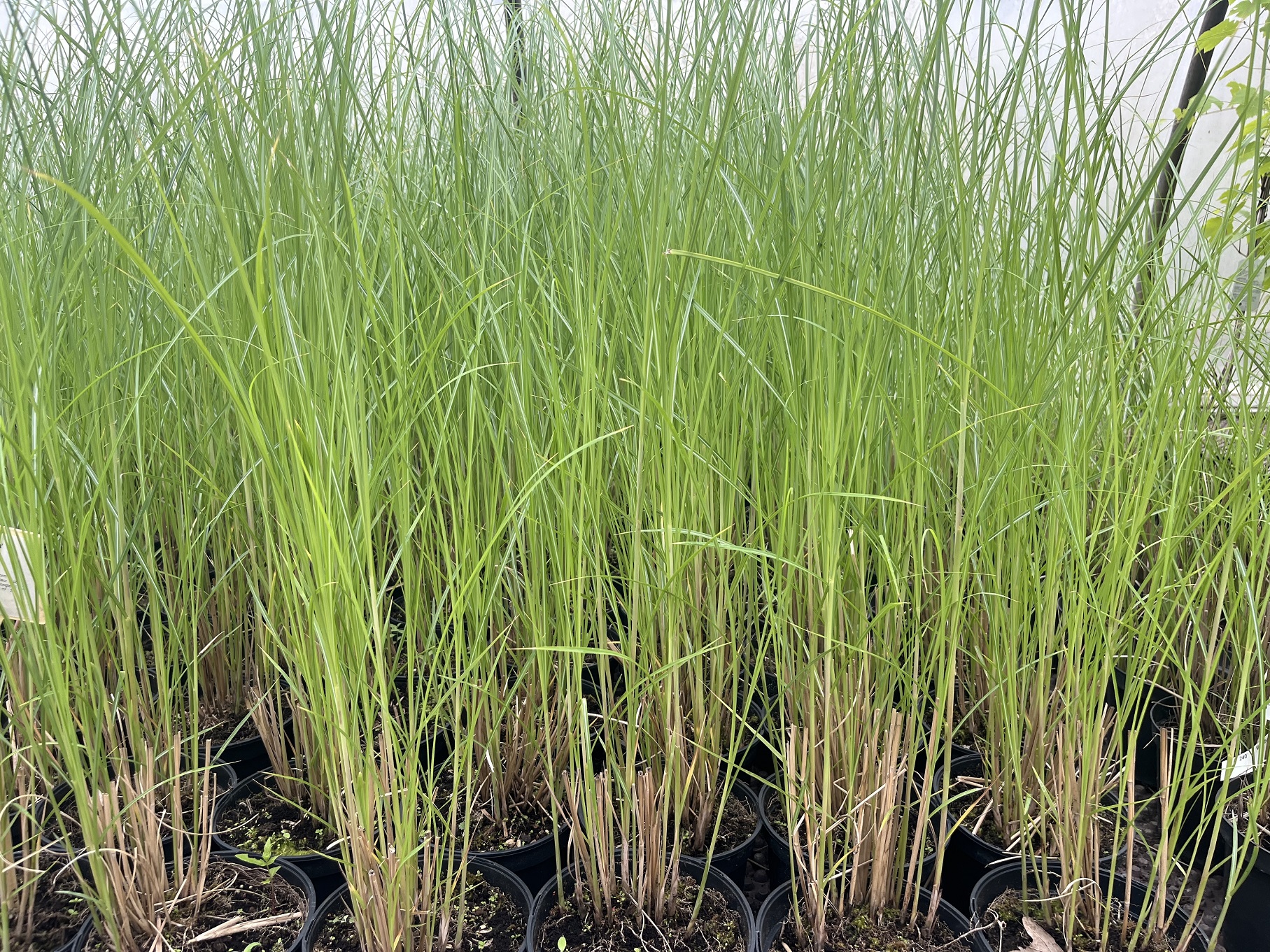 Miscanthus sin. 'Gracillimus'