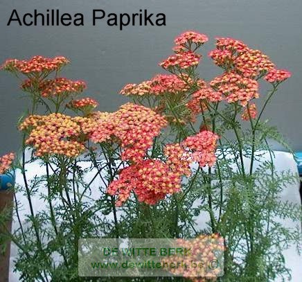 Achillea mill. ′Paprika′
