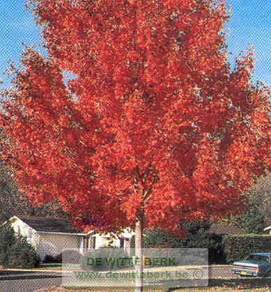 Acer rubrum ′October Glory′