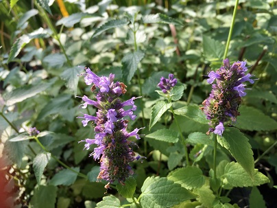 Agastache ′Black Adder′