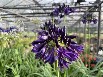 Agapanthus ′Black Jack′