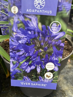 Agapanthus ′Ever Saphire′