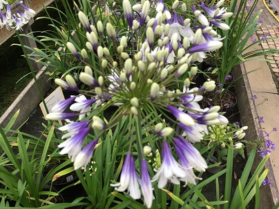 Agapanthus ′Fireworks′