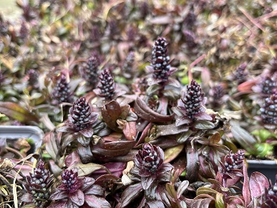 Ajuga ten. ′Chocolate Chip′