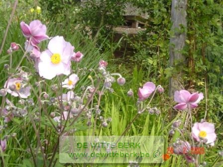 Anemone tom. ′Robustissima′