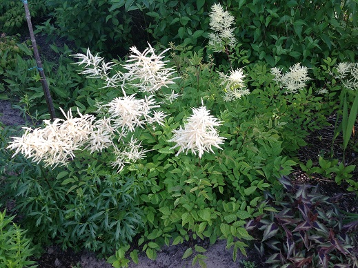 Aruncus dioicus