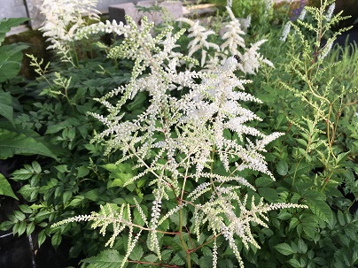 Astilbe (J) ′Deutschland′