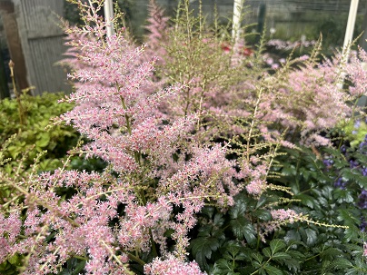 Astilbe ′Hennie Graafland′