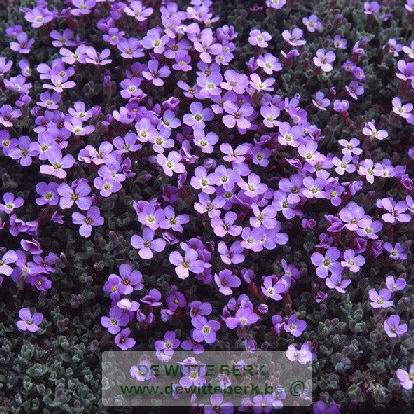 Aubrieta ′Cascade Blue′