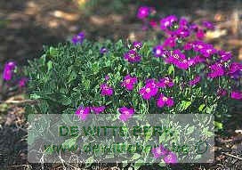 Aubrieta ′Cascade Red′