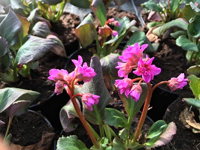 Bergenia ′Abendglut′