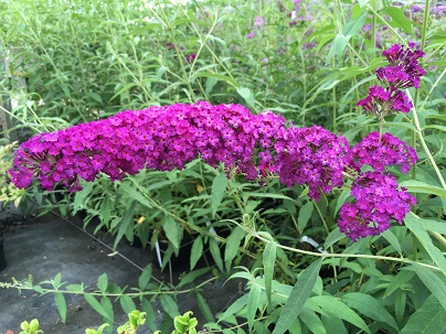 Buddleja dav. ′Royal Red′