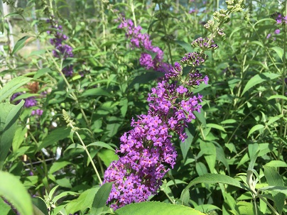 Buddleja dav. ′Sophie′