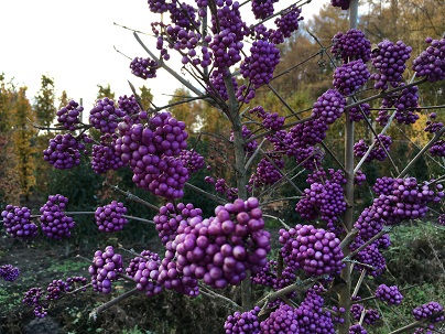 Callicarpa bodinieri ′Profusion′