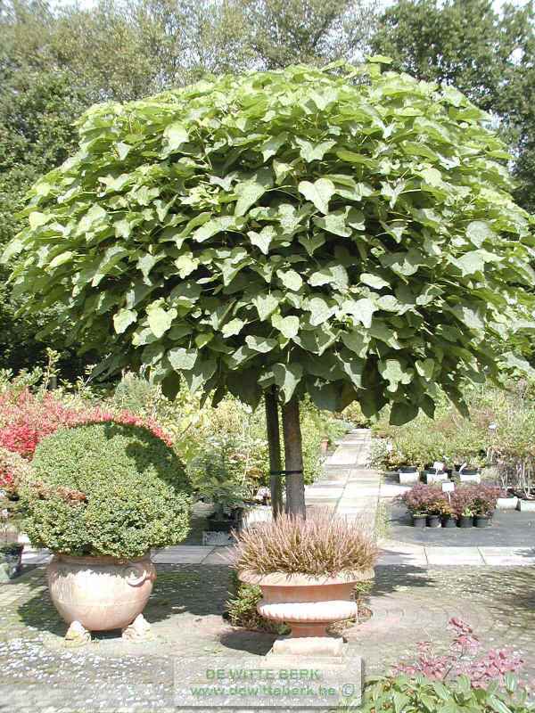 Catalpa bungei