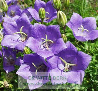 Campanula carp. ′Blaue Clips′