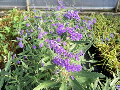 Caryopteris cland. ′Heavenly Blue′