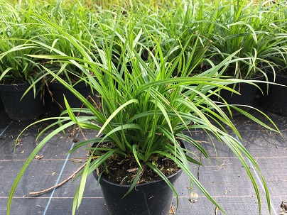 Carex foliosissima ′Irish Green′