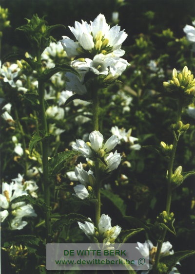 Campanula glom. ′Alba′