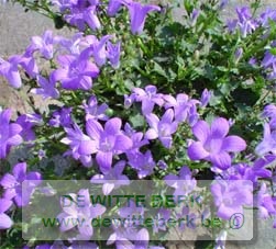 Campanula lact. ′Prichard′s Var.′