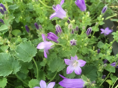 Campanula portenschlagiana