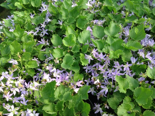 Campanula poscharskyana