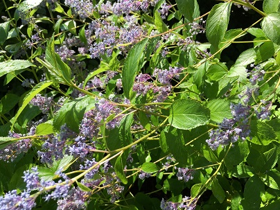 Ceanothus del. ′Gl. de Versailles′