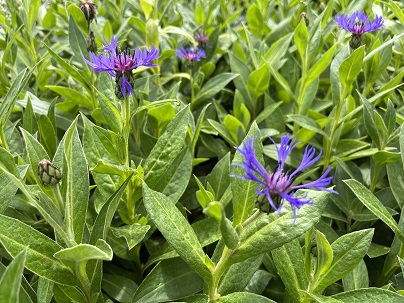 Centaurea montana ′Coerulea′