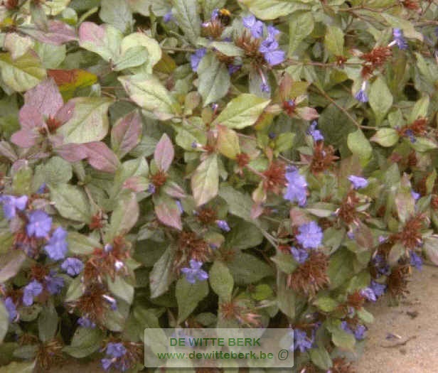 Ceratostigma plumbaginoides