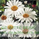 Chrysanthemum leuc. ′Maikoenigin′