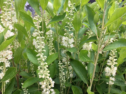 Clethra alnifolia