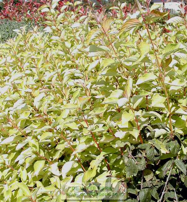 Cornus alba ′Aurea′