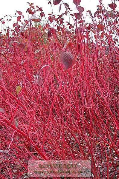 Cornus alba ′Sibirica′