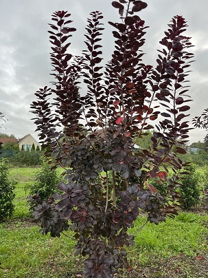 Cotinus cogg. ′Royal Purple′