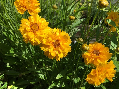 Coreopsis grand. ′Sunray′