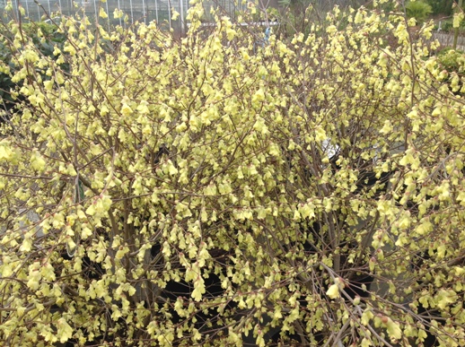 Corylopsis pauciflora