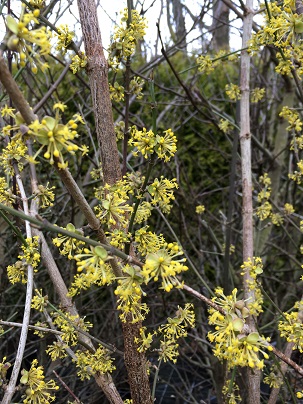 Cornus mas