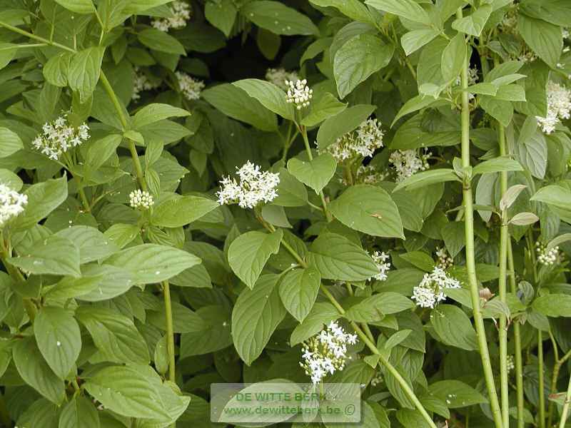 Cornus stolonifera ′Flaviramea′