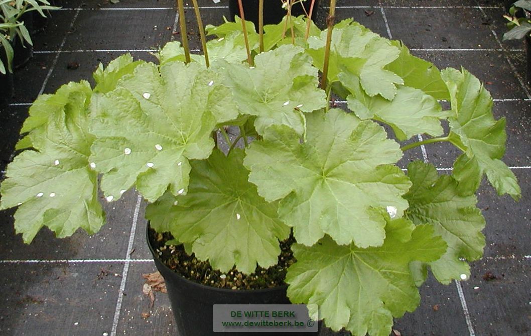 Darmera peltata