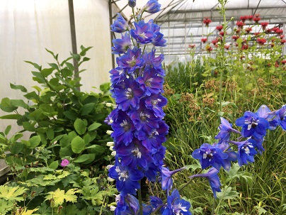 Delphinium (P) ′Blue Bird′