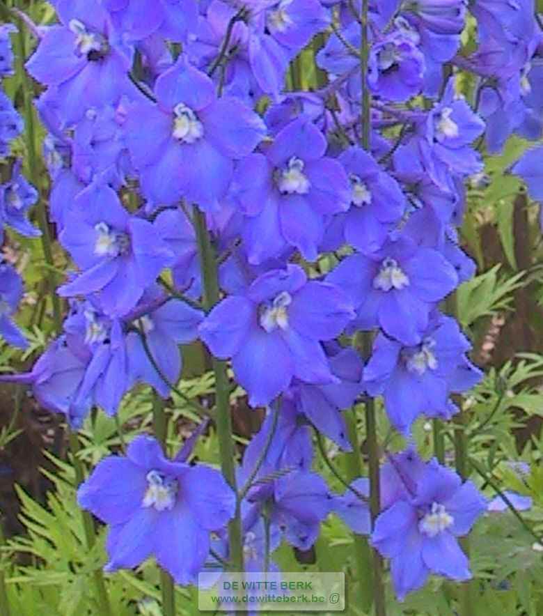 Delphinium (B) ′Piccolo′