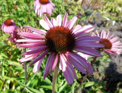 Echinacea purp. ′Magnus′