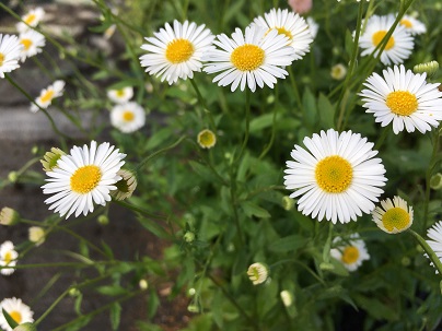 Erigeron karvinskianus