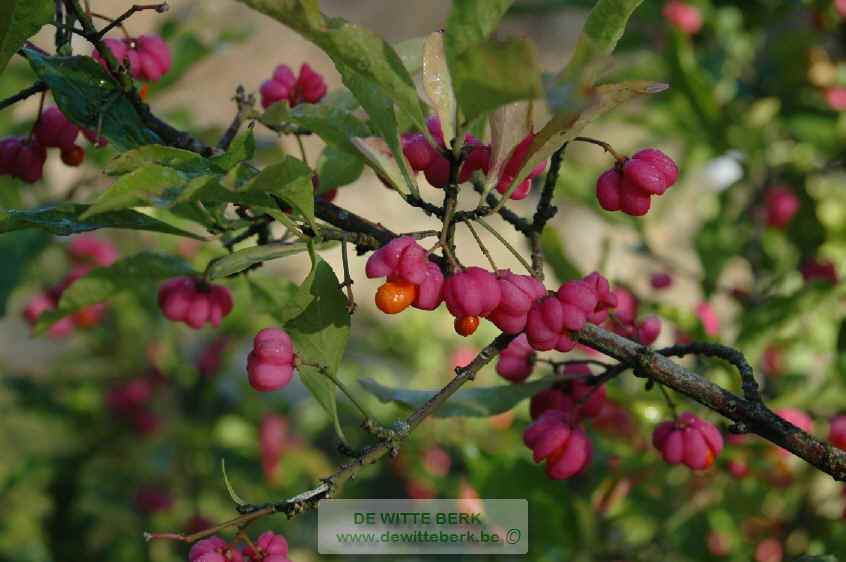 Euonymus europaeus