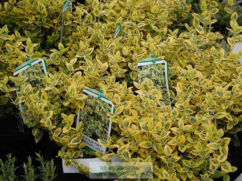 Euonymus fort. ′Emerald ′n Gold′