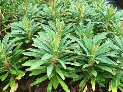 Euphorbia martinii