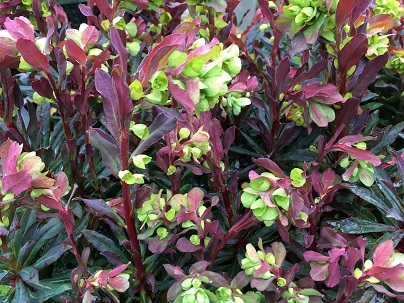 Euphorbia amygd. ′Purpurea′