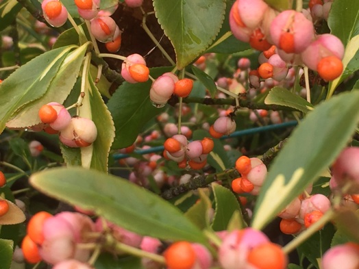 Euonymus planipes